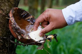 Cambodge : les exportations de caoutchouc naturel en hausse 