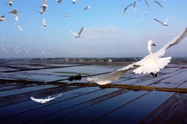 Thua Thien-Hue prend des mesures pour protéger les oiseaux sauvages