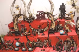 La corne de buffle, ça peut rapporter gros