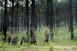 Pour protéger les forêts, Thua Thiên-Huê et l’USAID coopèrent dans le projet Truong Son Xanh 