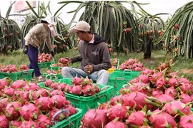 Les exportations de fruits et légumes en hausse de 45% au 1er semestre