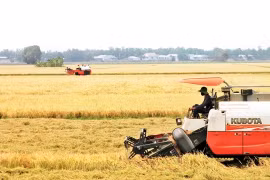 Fierté du secteur du riz vietnamien