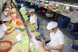 Les Etats-Unis, premier consommateur de noix de cajou du Vietnam