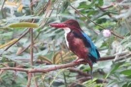 Un projet pour protéger les oiseaux aquatiques rares au parc national Ben En