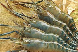 Une forte croissance est prévue pour les exportations de crevettes