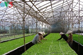 Comment Hà Nam développe l’agriculture high-tech