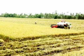 Le Vietnam applique la télédétection dans la production agricole