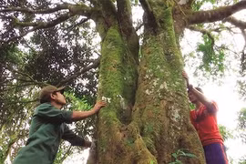 Des canneliers centenaires préservés à Quang Nam