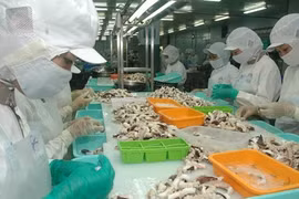 Céphalopodes: bond des exportations vietnamiennes au Japon