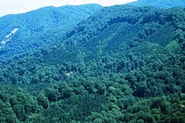 Lancement d'un projet de gestion durable des forêts