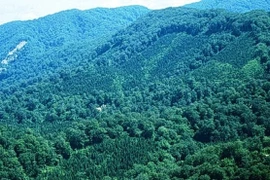 Lancement d'un projet de gestion durable des forêts