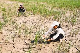 Changements climatiques: l’ONU s’engage à coopérer à long terme avec le Vietnam