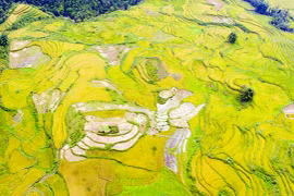 Rizières en terrasses, splendeur du grand tableau naturel de Sapa