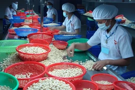 Les exportations de noix de cajou en baisse