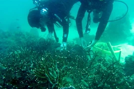 Ils plantent des coraux pour redonner vie aux récifs de Phu Quôc