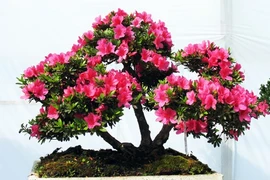 Clôture de la Fête des fleurs printanières de Da Lat 2017