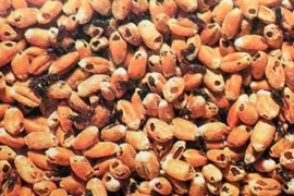 Le Vietnam suspendra ses importations de cinq produits agricoles d'Inde