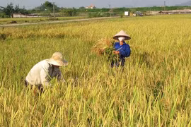 FAO: le Vietnam figure au top 5 pays producteurs de riz du monde