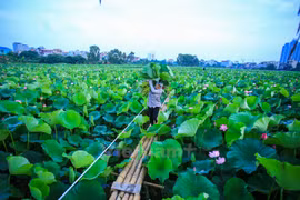 Hanoï : le thé au lotus fait son apparition dans les circuits touristiques au lac de l’Ouest