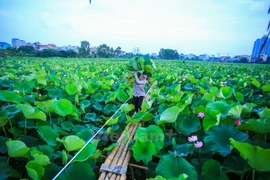 Hanoï : le thé au lotus fait son apparition dans les circuits touristiques au lac de l’Ouest
