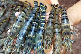 Les crevettes de Cà Mau présentes dans plus de 90 pays et territoires