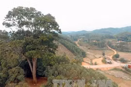 Un nouvel arbre du patrimoine à Bac Giang 