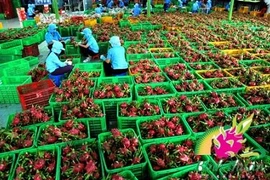 Croissance exceptionnelle pour les exportations de fruits et légumes