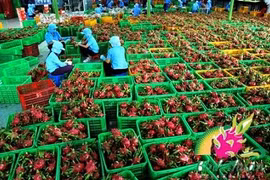 Croissance exceptionnelle pour les exportations de fruits et légumes