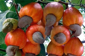 Les importations de noix de cajou brute montent en flèche