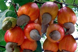 Les importations de noix de cajou brute montent en flèche