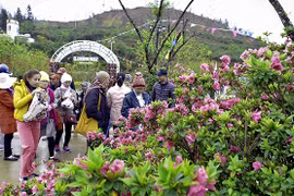 La fête des fleurs de rhododendron à Sa Pa