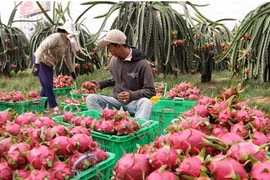 Fruits et légumes : 3,16 milliards de dollars d’exportations