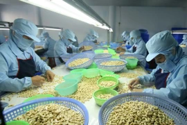 Le Vietnam projette d'exporter 3,3 milliards de dollars de noix de cajou en 2017