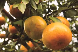 Dông Tháp, terre fertile pour l’essor de l’agriculture