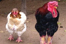 Le poulet Dong Tao, une race locale très prisée