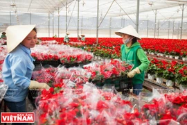 Da Lat, le royaume des fleurs et des légumes