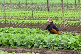 Un groupe néerlandais construira un centre de production de semis de légumes à Ha Nam