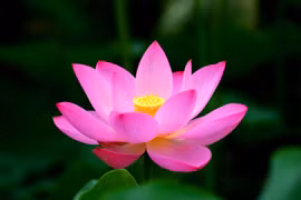 Dông Thap est prêt pour la Fête des fleurs de lotus 