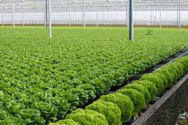 Le Forum international sur l’agriculture bio attire 400 délégués étrangers