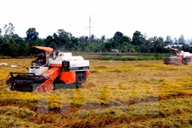 Application de​ normes internationales dans la production durable de riz au Vietnam