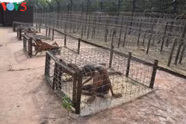 La prison de Phu Quôc, symbole des révolutionnaires indomptables