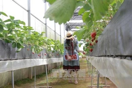Le Vietnam attire les capitaux japonais dans l'agriculture