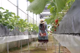 Le Vietnam attire les capitaux japonais dans l'agriculture