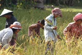 Cambodge : un projet de 61 millions de dollars pour soutenir les petits producteurs agricoles