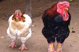 Le poulet Dong Tao, une race locale très prisée