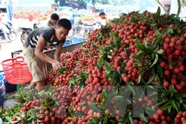 Les fruits frais en tête des exportations vietnamiennes vers le marché chinois