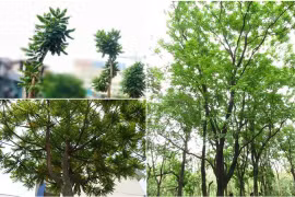 Hanoï: plantation d’arbre à l’occasion de la Fête nationale finlandaise 