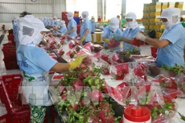 Des pitayas vietnamiens vendus en Australie