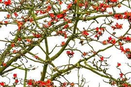 La floraison des kapokiers sous l’objectif photo