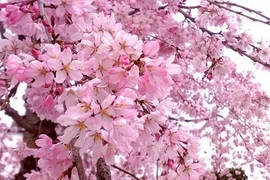 Hanoi: Des activités d’échanges culturels avec le Japon